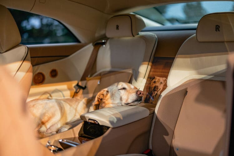 Rolls-Royce Spectre Bailey with Bailey in the car